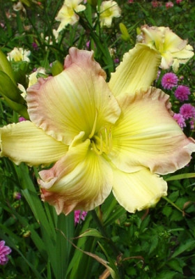 Лилейник Бик Смайл (1шт) 10773