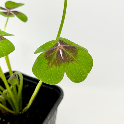 Оксалис (кислица) саженцы микс (5)