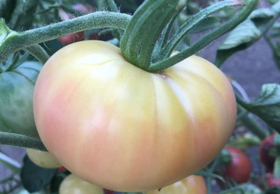 Томат Лотос бело-розовый