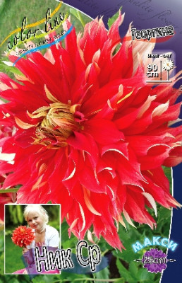 Георгина Ник Ср (1шт) 7146