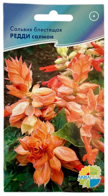 Сальвия блестящая РЕДДИ салмон АКВАРЕЛЬ
