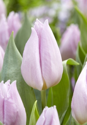 Тюльпан Кэнди Принс (1шт) 7546