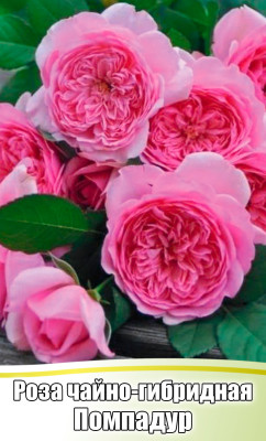 Роза Помпадур чайно-гибридная (С4)