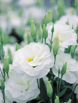 Эустома Эхо Белая