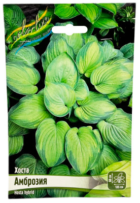Хоста АМБРОЗИЯ