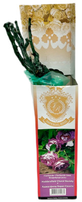 Роза флорибунда ХУДЕРСФИЛД ХОРАЛ СОСИТИ (2)