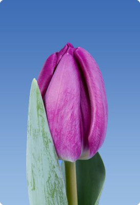 Тюльпан Буллит ( 1шт) 6701