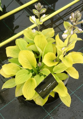 Хоста Глэд Тидингс (1шт) 10806