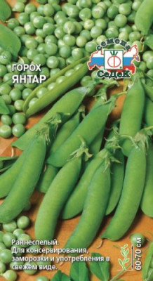 Горох Янтар
