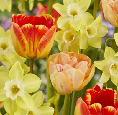 Набор Бьюти Микс Тюльпан+Нарцисс (3+3)