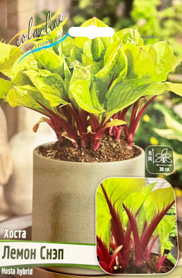 Хоста Лемон Снэп (1шт)