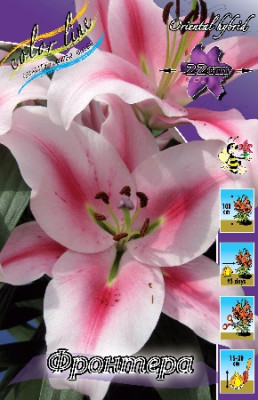 Лилия Фронтера (1шт) 3850