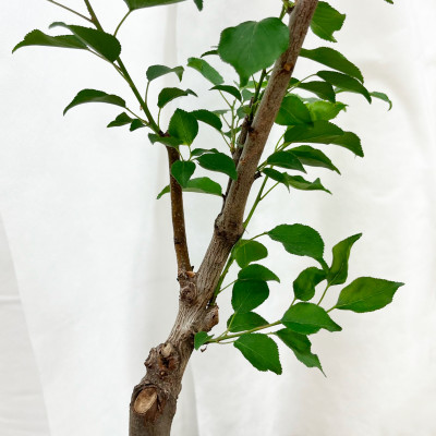 Абрикос Триумф Северный (3)