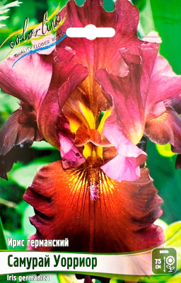 Ирис Самурай Уорриор (1шт)
