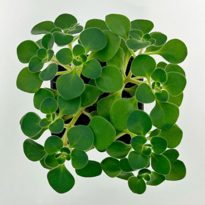  Аихризон (2)