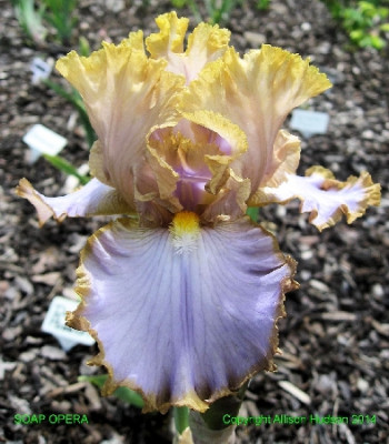 Ирис Германский Соап Опера (1шт) 2147