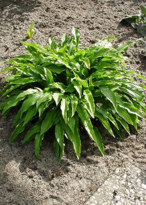 Хоста Грин Бэг (1шт) Р-129