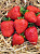 Земляника (Клубника) Флэр (5) 4566
