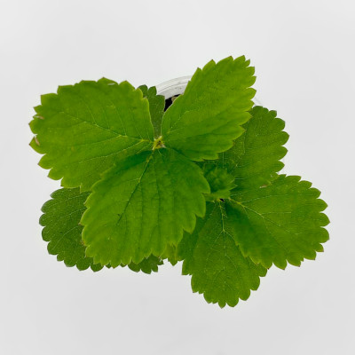 Клубника ФЕСТИВАЛЬНАЯ рассада (2)