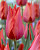 Тюльпан Темплз Фейворит (1шт)