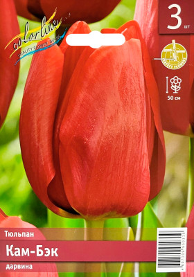 Тюльпан Кам-Бэк