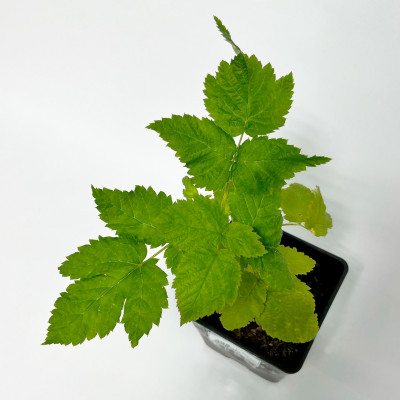 Малина Каскад Делайт (2)