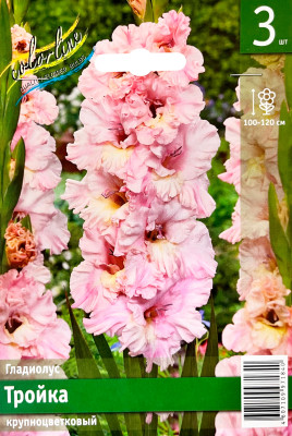 Гладиолус Тройка (3шт)