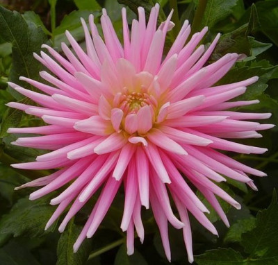 Георгин Парк Принцесс (1шт) 6053