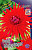 Георгин Ред Мейджорет (1шт) 4429