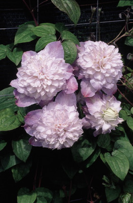 Клематис Выбор Вероники