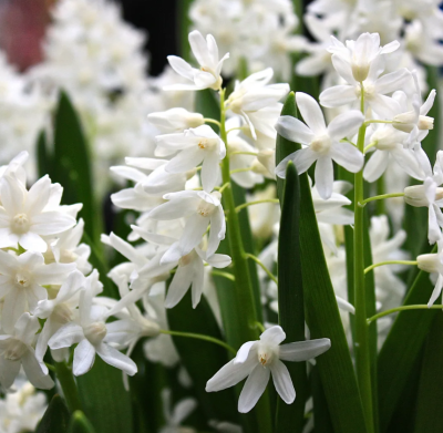 Пушкиния Ливанская Альба (10шт) 6758