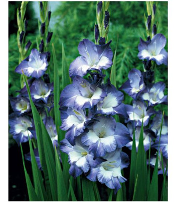 Гладиолус Нори 12/14 (1шт) 6744