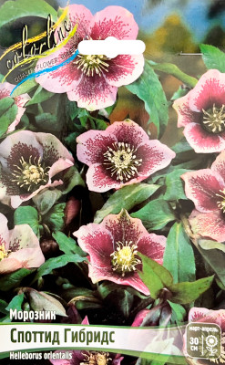 Морозник Споттид Гибридс (1шт)