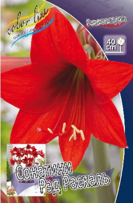 Гиппеаструм Рэд Раскаль (1шт)