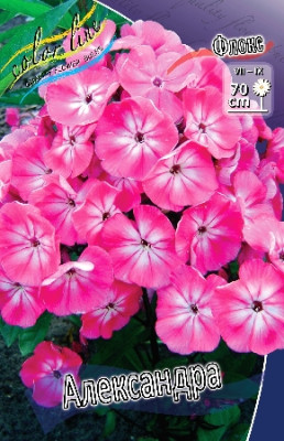 Флокс Александра 5шт 685