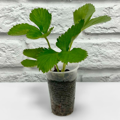 Клубника КЕНТ