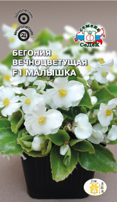 Бегония Малышка F1 вечноцветущая