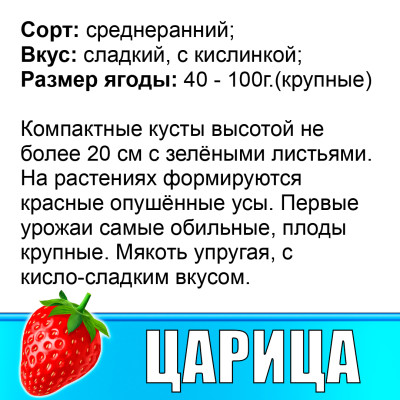 Земляника (Клубника) Царица в стаканчике