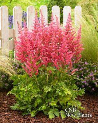 Астильба Сенсейшн Салмон Бьюти (1шт) 596