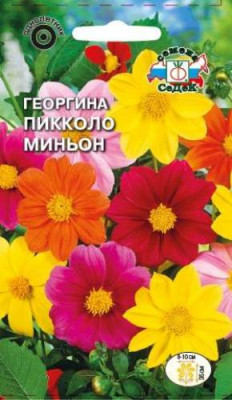 Георгин Пикколо Миньон (смесь)