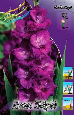 Гладиолус Блю Бёрд (1шт) 253