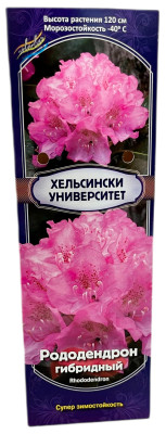 Рододендрон гибридный Хельсински Университет