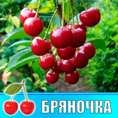 Черешня Бряночка