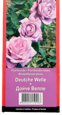 Роза флорибунда ДОЙЧЕ ВЕЛЛЕ DEUTCHE WELLE