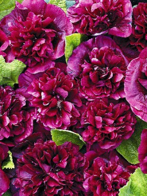 Мальва Блэкберри (1шт) 4373