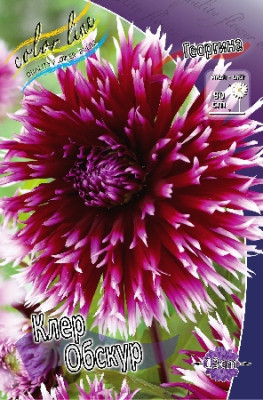 Георгин Клер Обскур (1шт) 3609