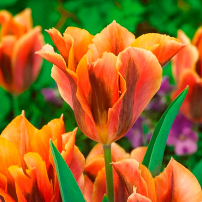 Тюльпан Артист (1шт)