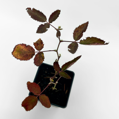 Ежевика Свит Пай (2)