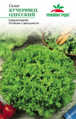 Салат Кучерявец Одесский УГ