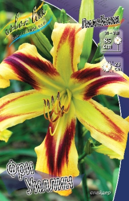 Лилейник Фри Уилин (1шт) 1891